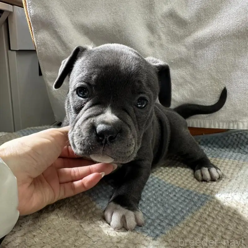 販売中の千葉県のアメリカンブリー-451499の4枚目