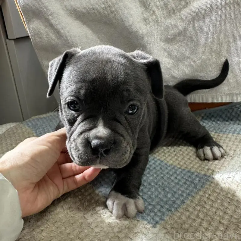 販売中の千葉県のアメリカンブリー-451499の3枚目