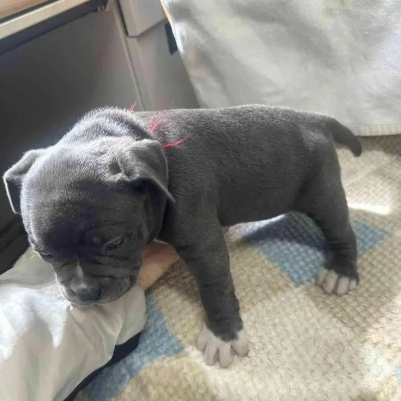 販売中の千葉県のアメリカンブリー-451499の2枚目