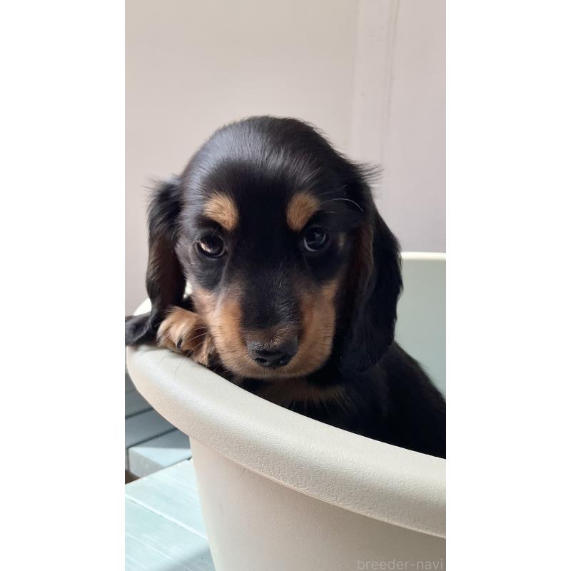 販売中の沖縄県のミニチュアダックスフンド(ロングヘアード)-445444の5枚目