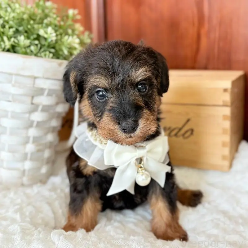 販売中の茨城県のミックス犬-451500