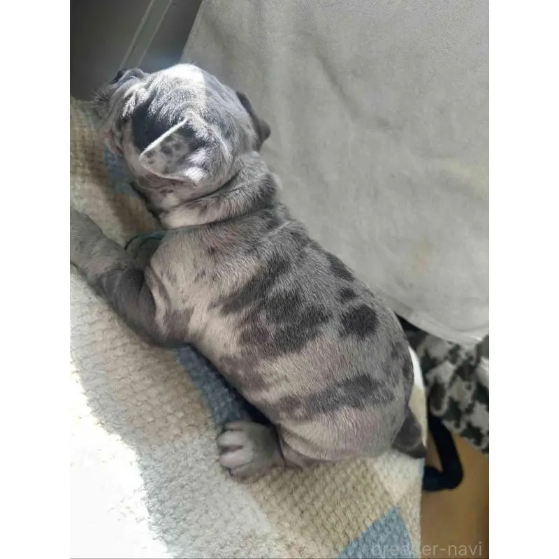 販売中の千葉県のアメリカンブリー-451501の6枚目