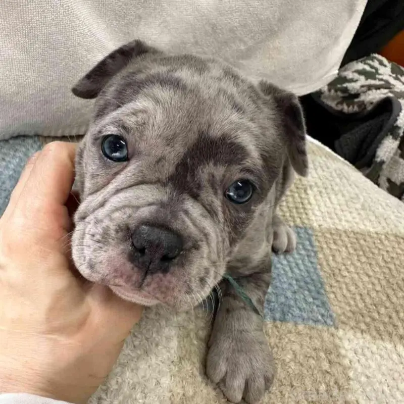 販売中の千葉県のアメリカンブリー-451501の5枚目