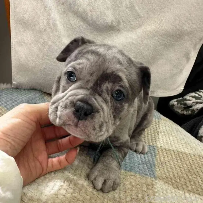 販売中の千葉県のアメリカンブリー-451501の4枚目