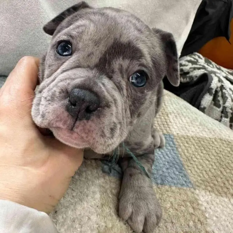 販売中の千葉県のアメリカンブリー-451501の3枚目