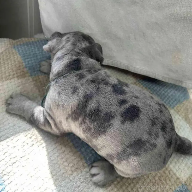 販売中の千葉県のアメリカンブリー-451501の2枚目