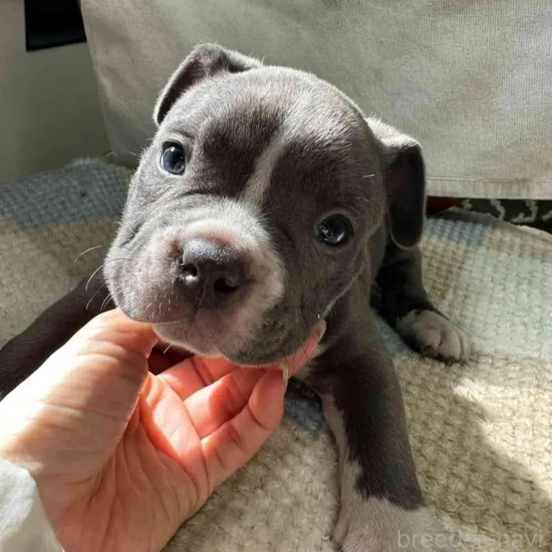 販売中の千葉県のアメリカンブリー-451503の5枚目