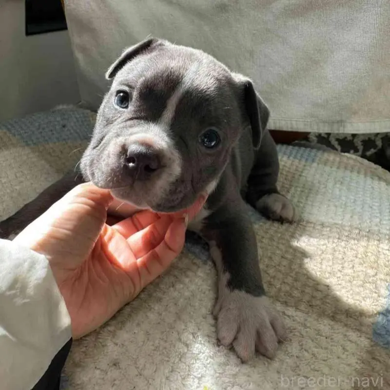 販売中の千葉県のアメリカンブリー-451503の4枚目