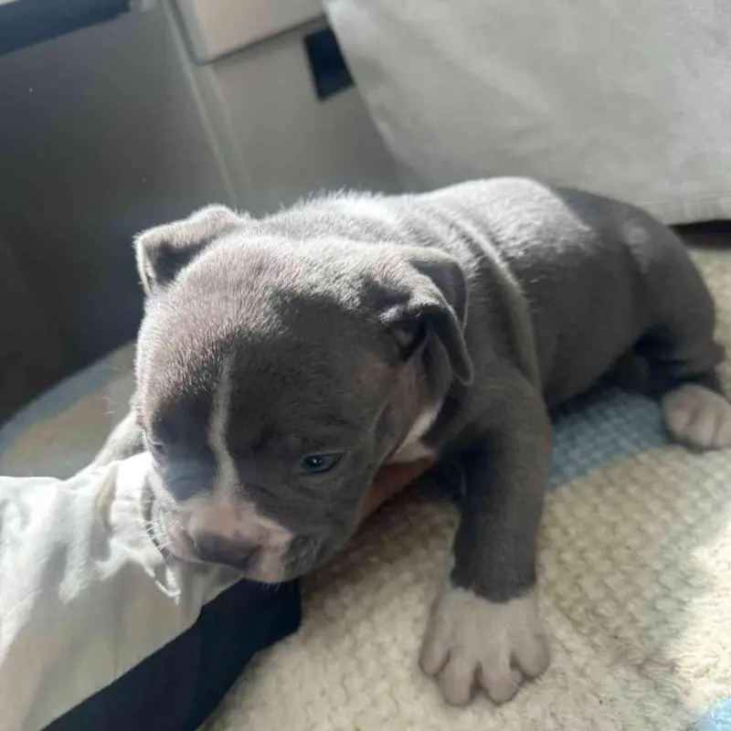 販売中の千葉県のアメリカンブリー-451503の3枚目