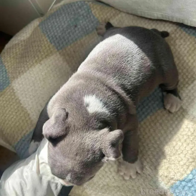 販売中の千葉県のアメリカンブリー-451503の2枚目