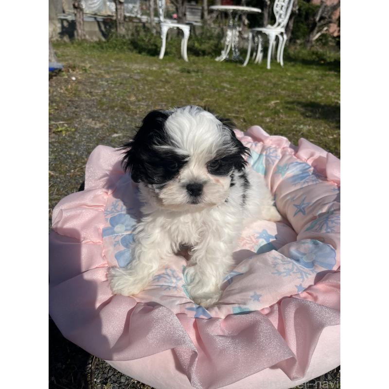 販売中の福岡県のミックス犬-447341の3枚目