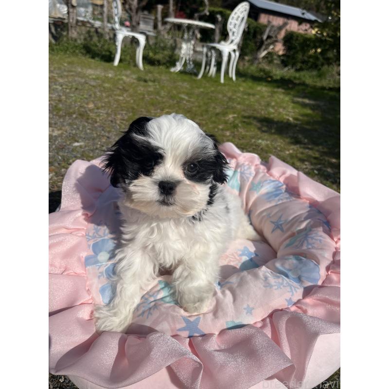 販売中の福岡県のミックス犬-447341の2枚目