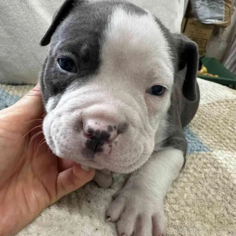 販売中の千葉県のアメリカンブリー-451504の5枚目