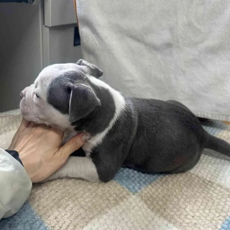 販売中の千葉県のアメリカンブリー-451504の4枚目