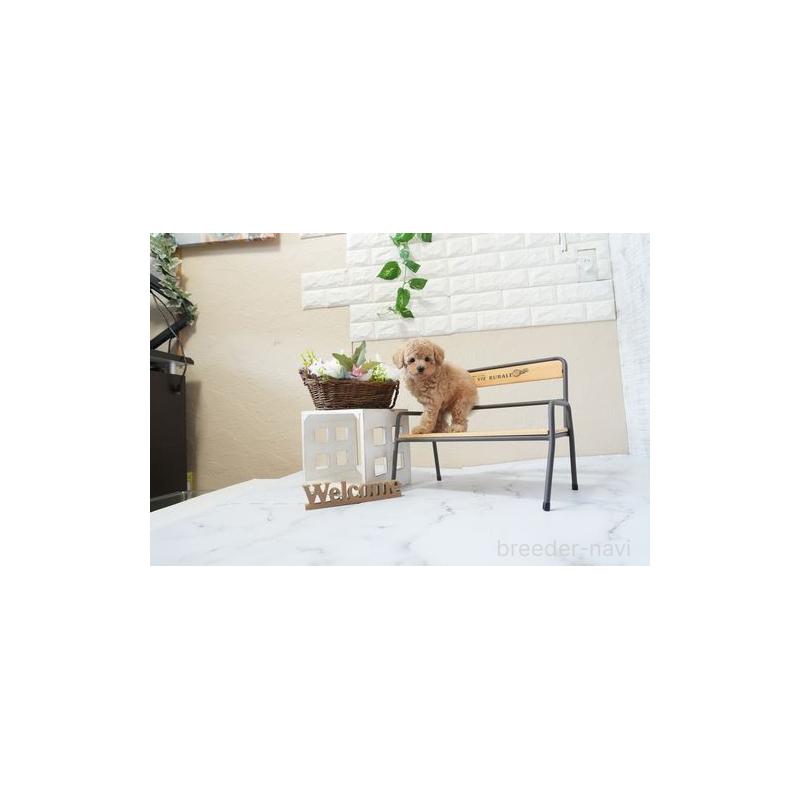 販売中の滋賀県のトイプードル-451045の5枚目