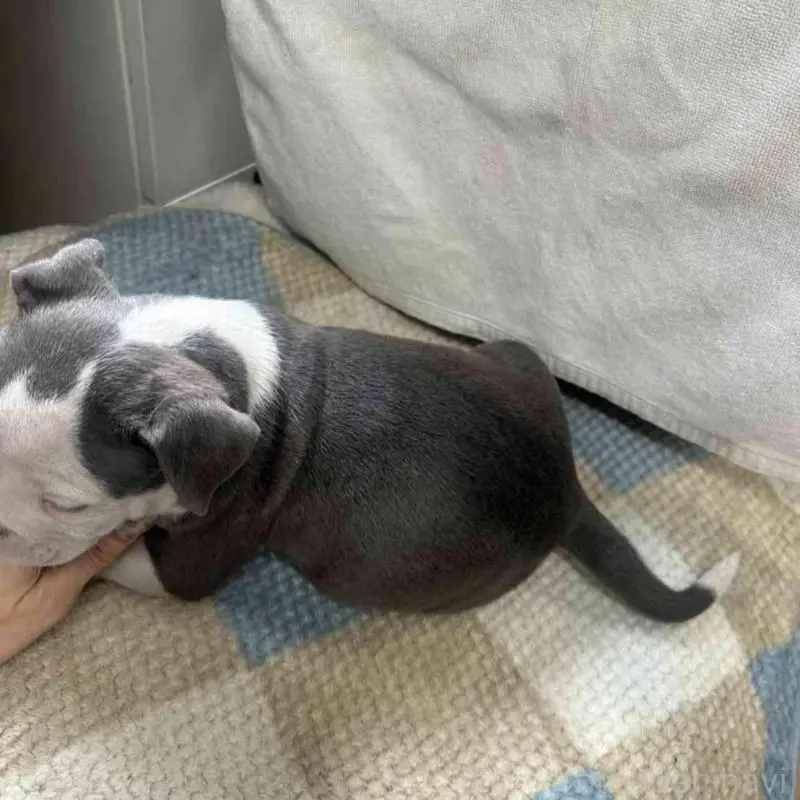 販売中の千葉県のアメリカンブリー-451504の3枚目