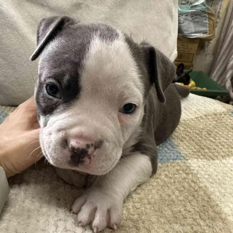 販売中の千葉県のアメリカンブリー-451504の2枚目