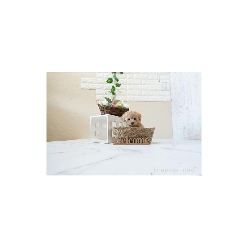 販売中の滋賀県のトイプードル-451045の3枚目