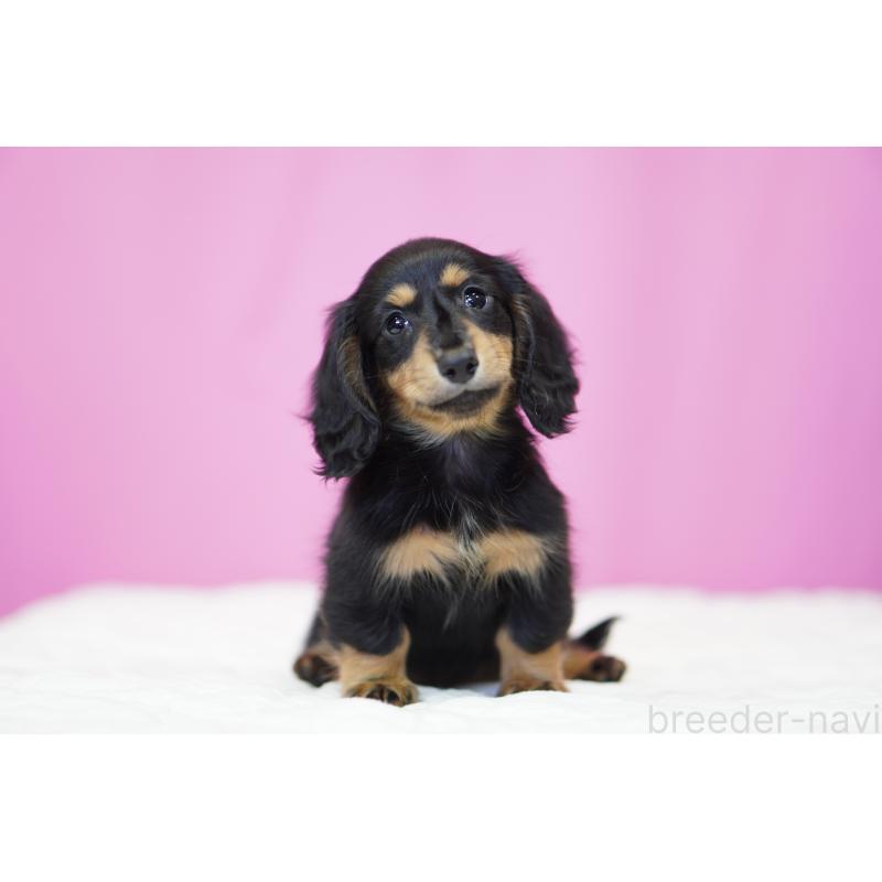 成約済の埼玉県のミニチュアダックスフンド(ロングヘアード)-446203の8枚目