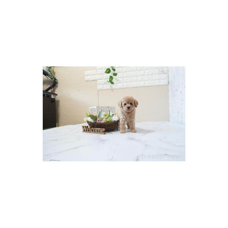 販売中の滋賀県のトイプードル-451045の2枚目