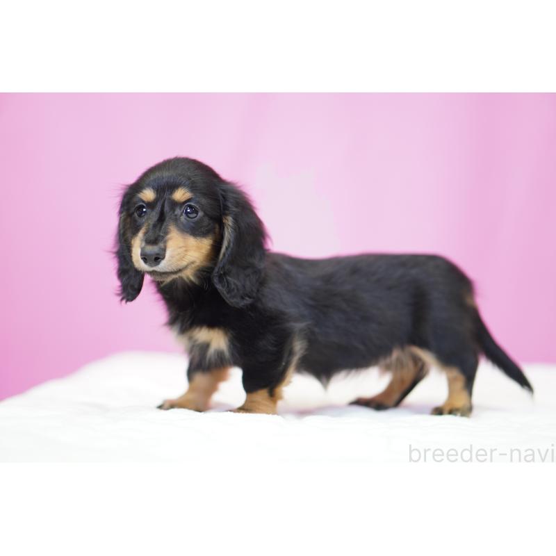 成約済の埼玉県のミニチュアダックスフンド(ロングヘアード)-446203の7枚目