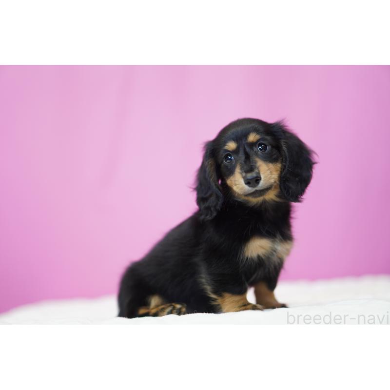 成約済の埼玉県のミニチュアダックスフンド(ロングヘアード)-446203の6枚目