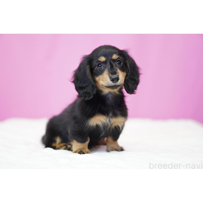 成約済の埼玉県のミニチュアダックスフンド(ロングヘアード)-446203の4枚目