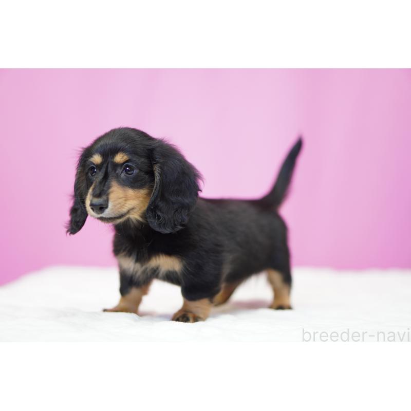 成約済の埼玉県のミニチュアダックスフンド(ロングヘアード)-446203の3枚目