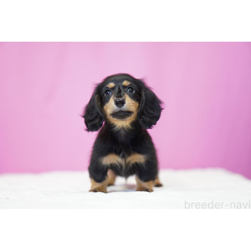 成約済の埼玉県のミニチュアダックスフンド(ロングヘアード)-446203の2枚目