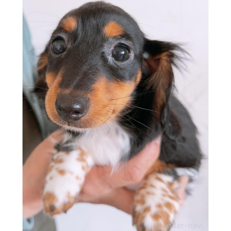 販売中の北海道のミニチュアダックスフンド(ロングヘアード)-443136の2枚目