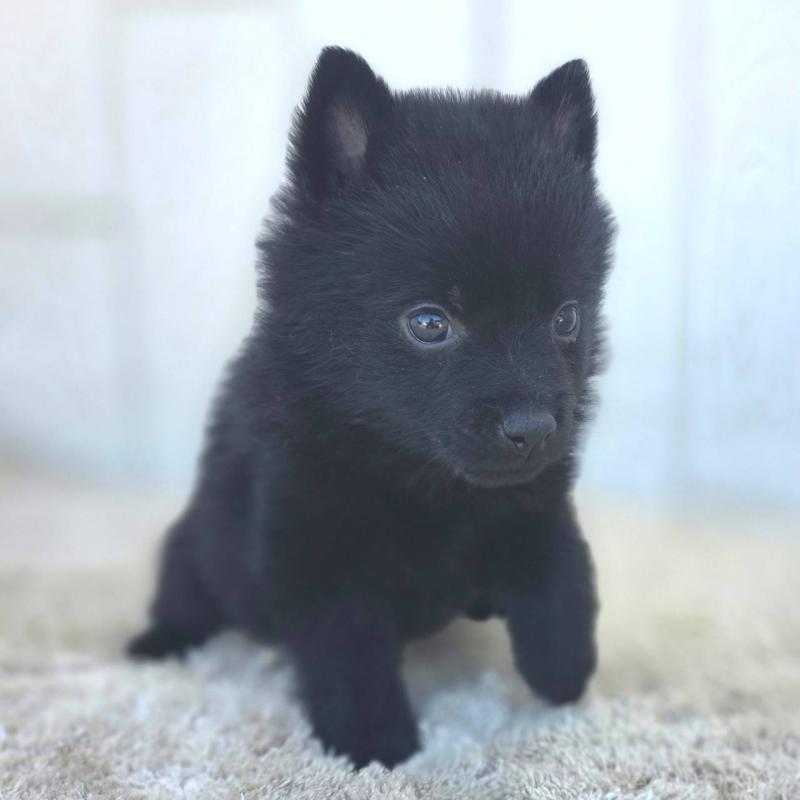 販売中の茨城県のスキッパーキ-451507の9枚目