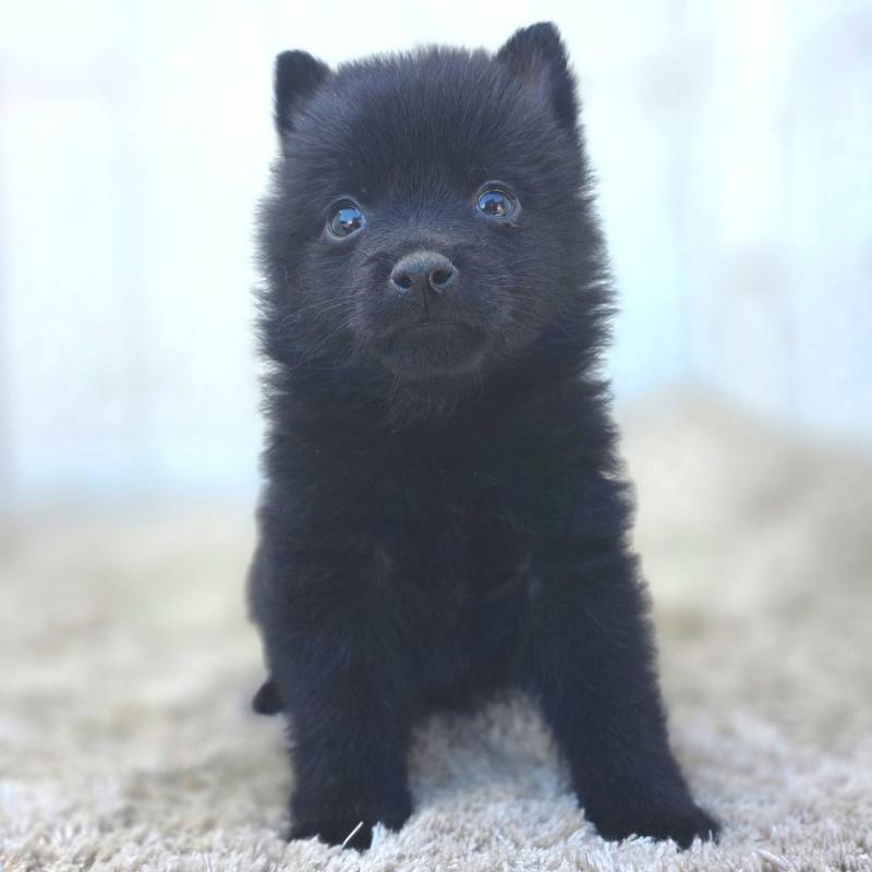 販売中の茨城県のスキッパーキ-451507の7枚目