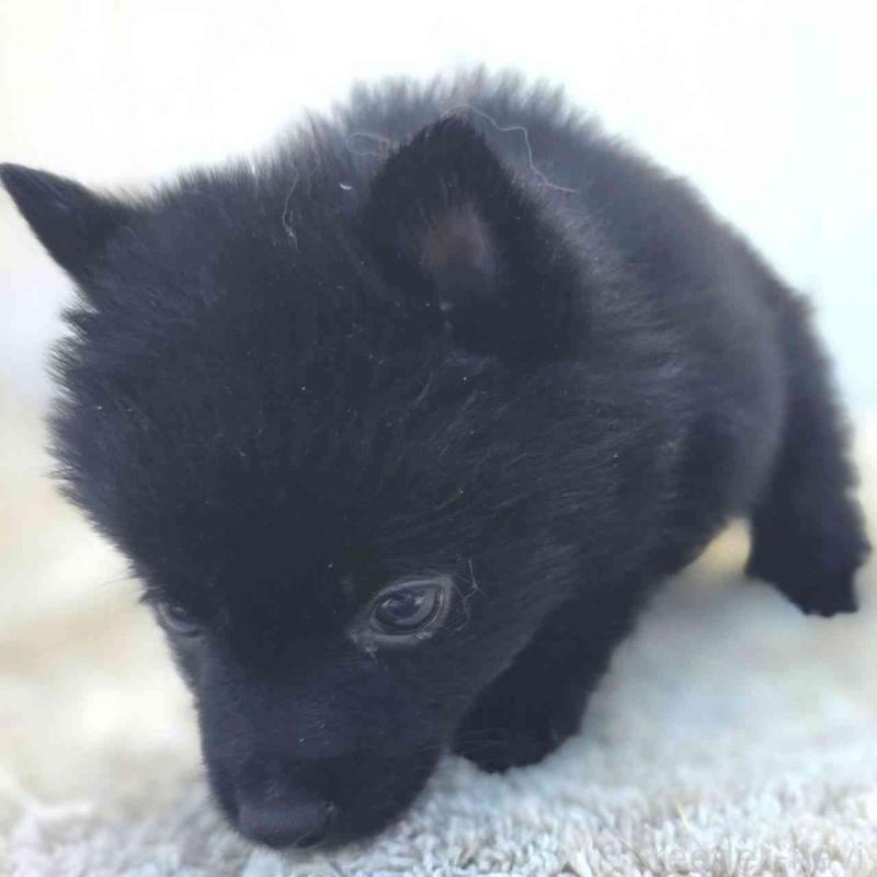 販売中の茨城県のスキッパーキ-451506の10枚目