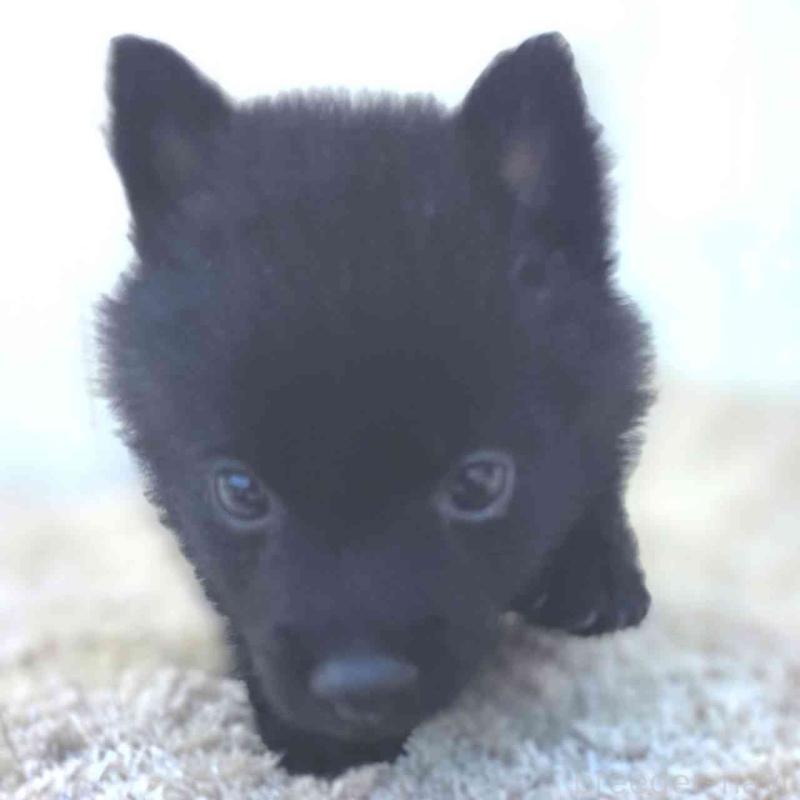 販売中の茨城県のスキッパーキ-451506の9枚目