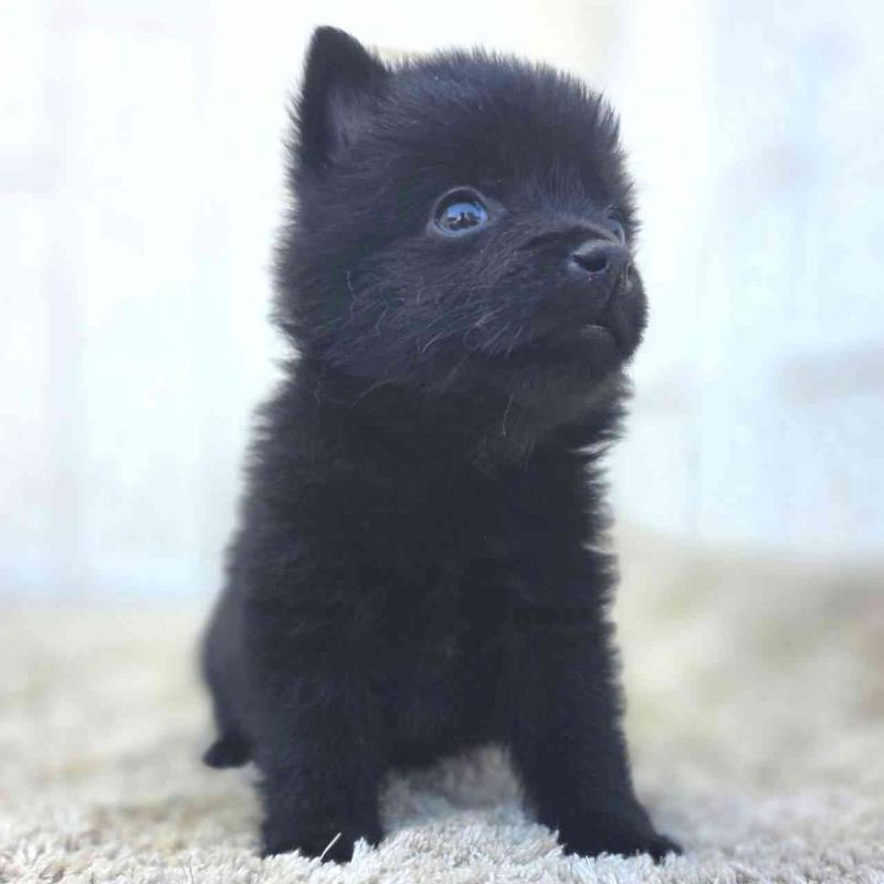 販売中の茨城県のスキッパーキ-451506の8枚目