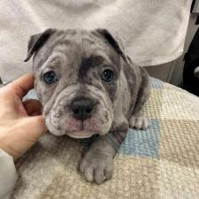 ♀︎アメリカンブリー