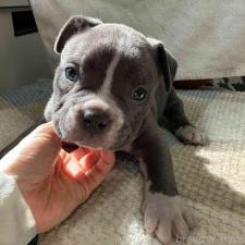 オンライン見学