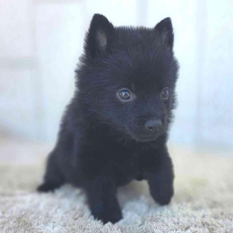 販売中の茨城県のスキッパーキ-451506の6枚目