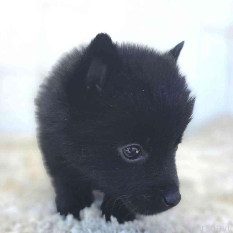 販売中の茨城県のスキッパーキ-451506の2枚目