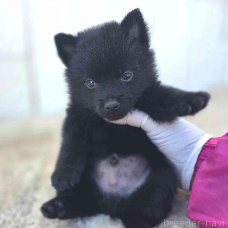 販売中の茨城県のスキッパーキ-451506の3枚目