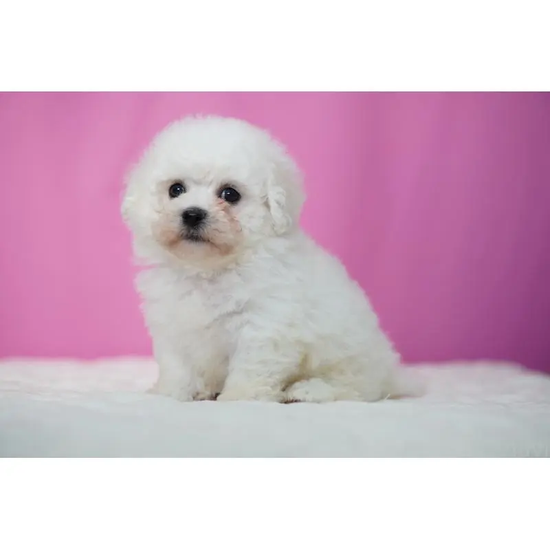 販売中の埼玉県のビションフリーゼ-451508の7枚目