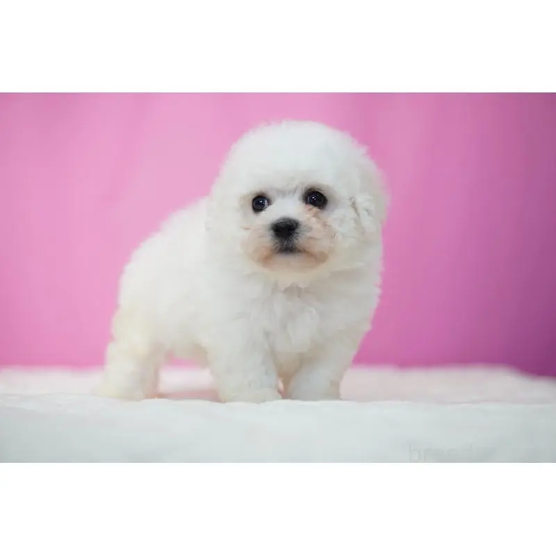 販売中の埼玉県のビションフリーゼ-451508の5枚目