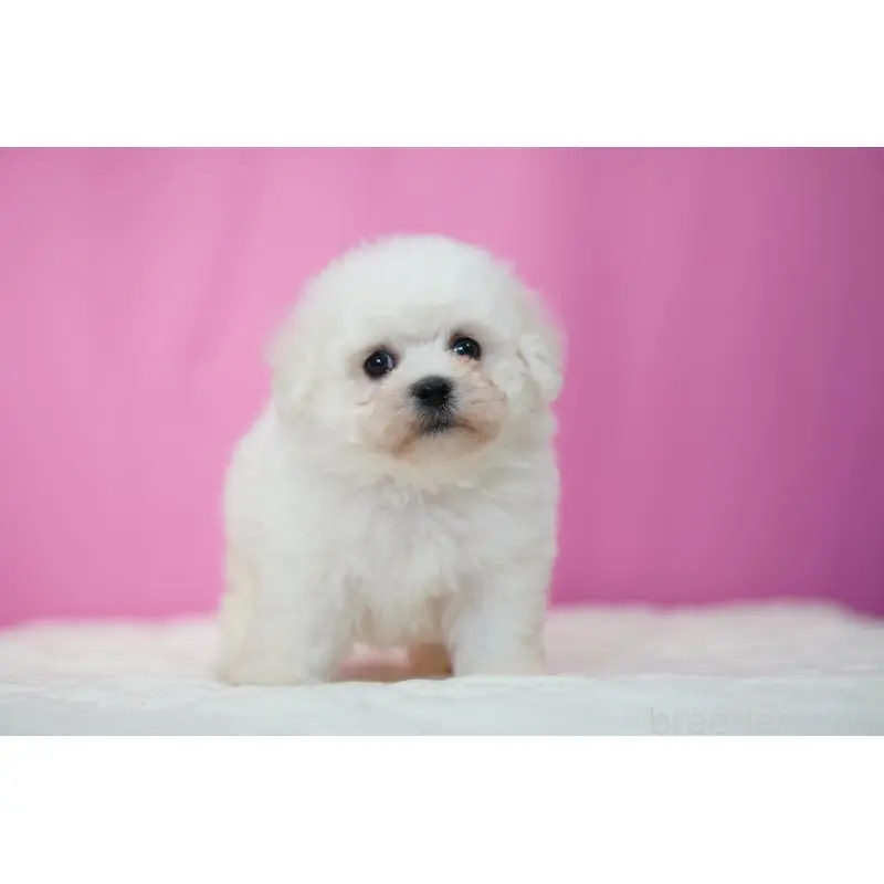 販売中の埼玉県のビションフリーゼ-451508の4枚目