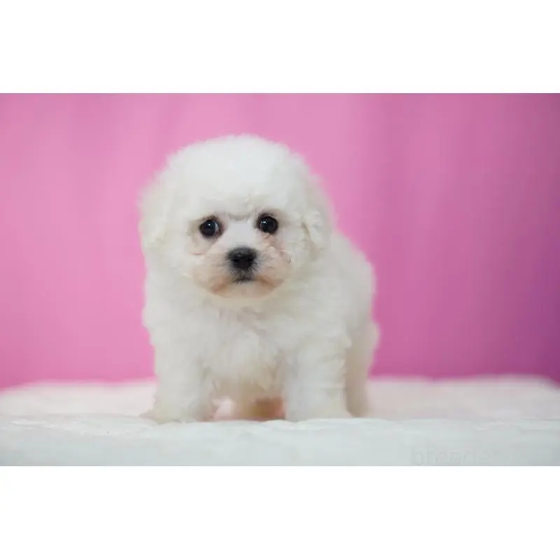 販売中の埼玉県のビションフリーゼ-451508の3枚目