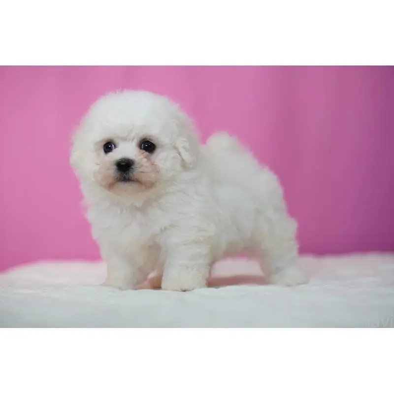 販売中の埼玉県のビションフリーゼ-451508の2枚目