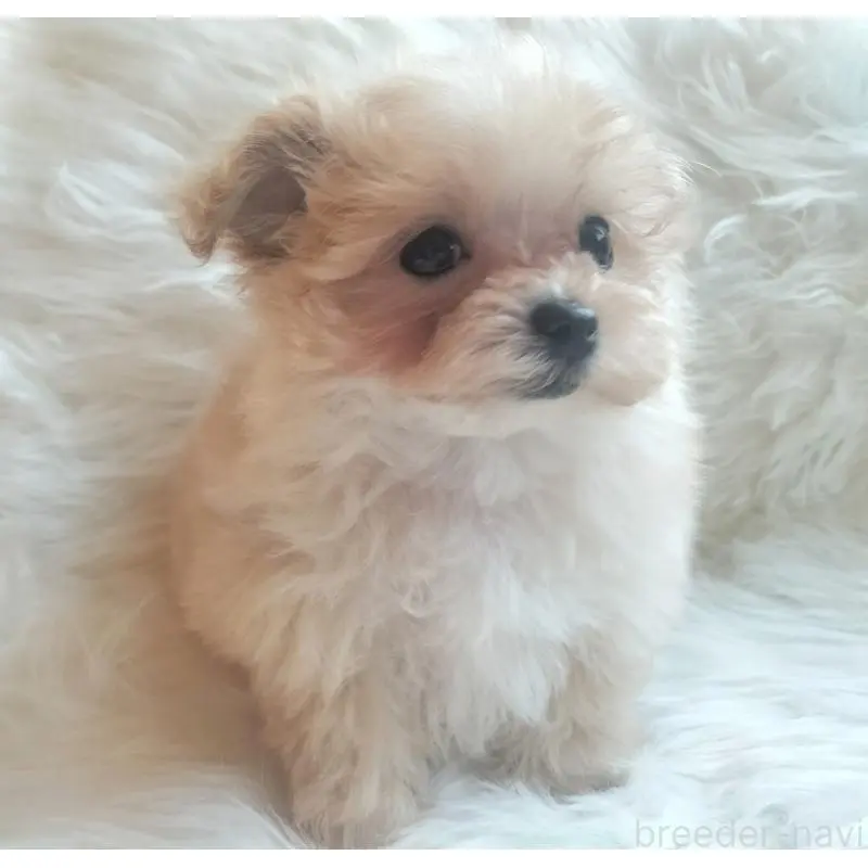 販売中の大分県のマルプー:マルチーズ×トイプードル-451516の5枚目