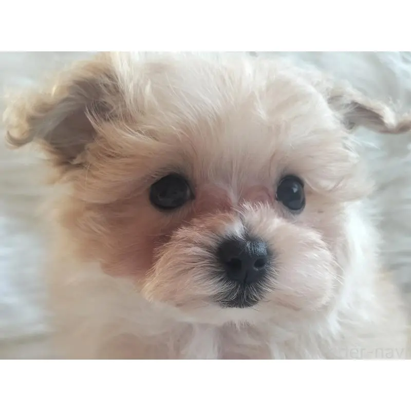 販売中の大分県のマルプー:マルチーズ×トイプードル-451516の4枚目
