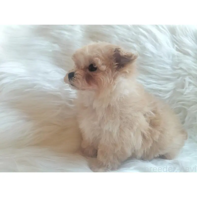 販売中の大分県のマルプー:マルチーズ×トイプードル-451516の3枚目