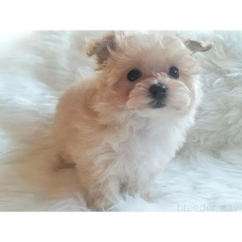 販売中の大分県のマルプー:マルチーズ×トイプードル-451516の2枚目