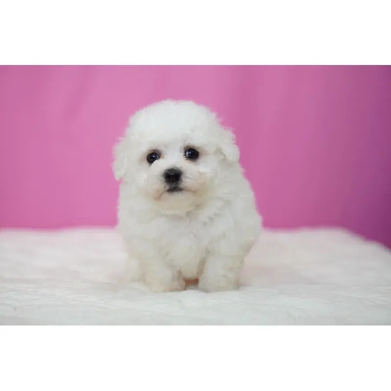 販売中の埼玉県のビションフリーゼ-451509の8枚目